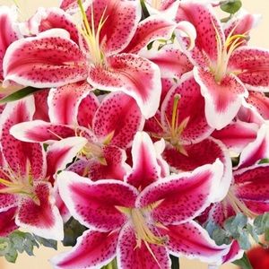 Meet your Posher, Lady